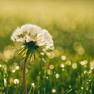 seasonal allergies family care urgent care Streamwood